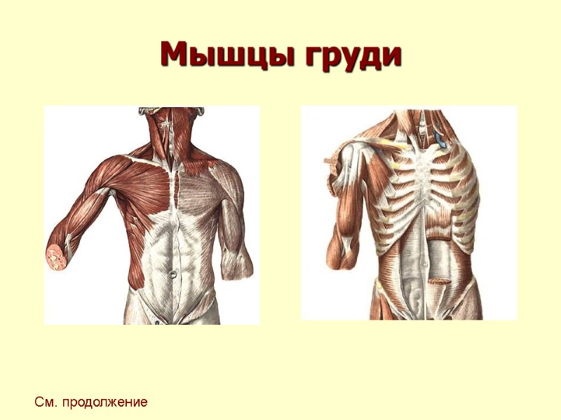 Мышцы груди См. продолжение